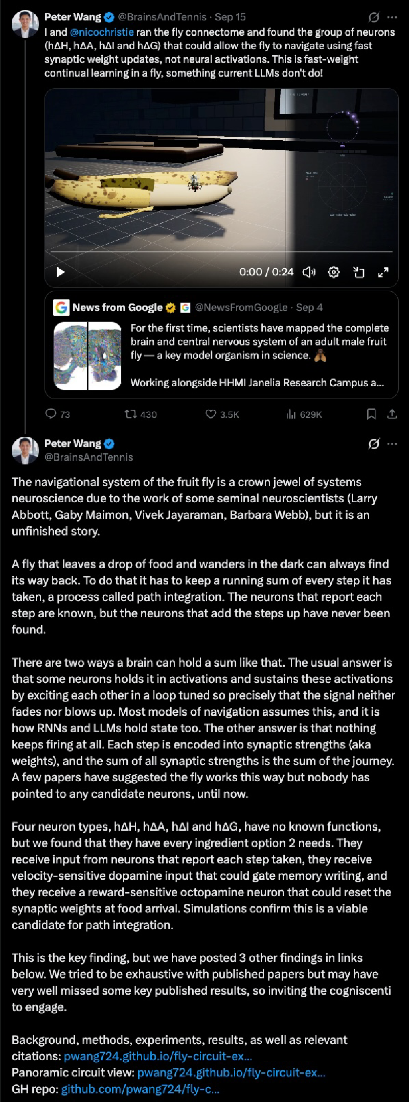 Screenshot of two tweets by Peter Wang: the first shows a fly navigating a simulated environment toward a banana, captioned that the fly connectome reveals neurons enabling navigation via fast synaptic weight updates rather than neural activations; the second lays out the path integration puzzle in full