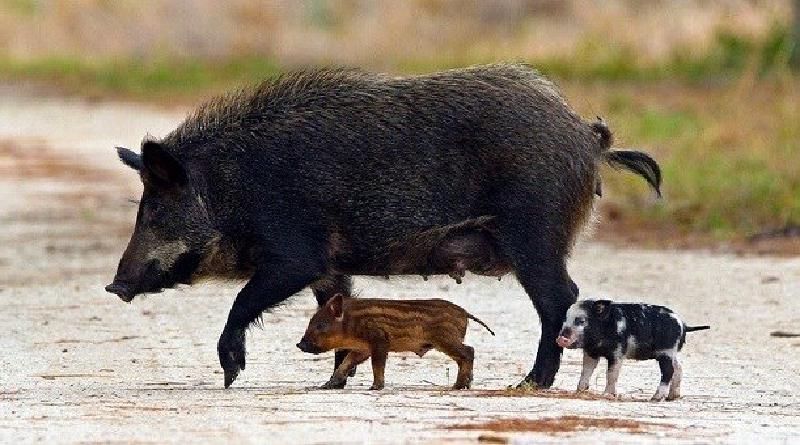 Feralised sow with wild and domestic phenotype piglets Feralised sow with wild and domestic phenotype piglets