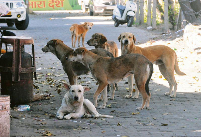 Feral dogs in India Feral dogs in India