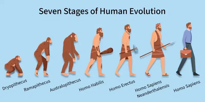 Stylised representation of human evolution Stylised representation of human evolution