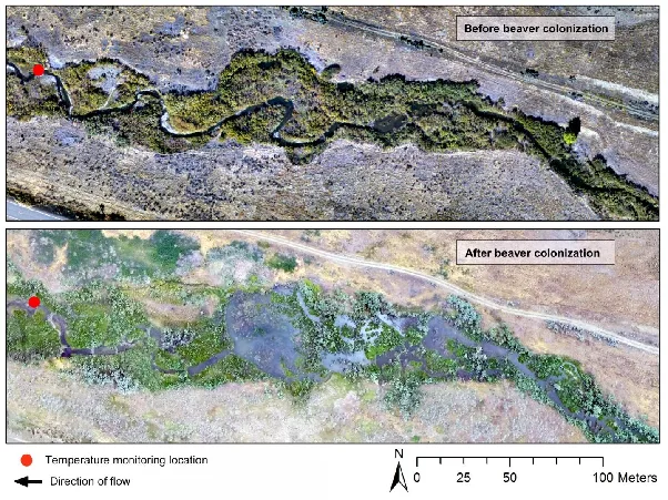 Paired aerial photographs of the same stream before and after beaver colonisation, showing a narrow channel widening into a braided wetland.